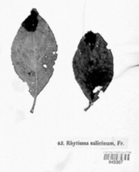 Rhytisma salicinum image